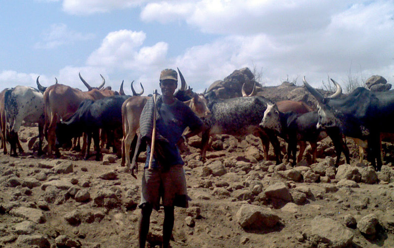 에티오피아 유목민과 소떼